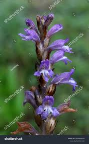 Attēlu rezultāti vaicājumam “Orobanchaceae”