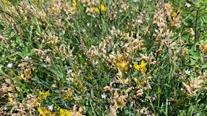 Attēlu rezultāti vaicājumam “Linum catharticum flower”