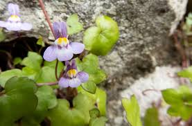 Attēlu rezultāti vaicājumam “Cymbalaria muralis flower”