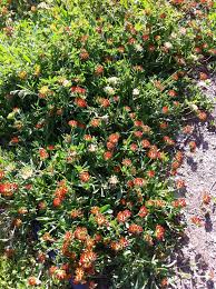 Image result for Anthyllis vulneraria