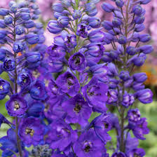 Image result for Rittersporn