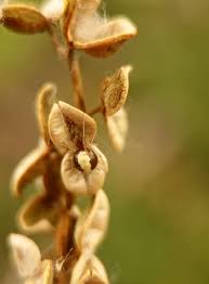 Attēlu rezultāti vaicājumam “Neottiura bimaculata female”