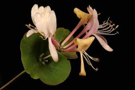 Attēlu rezultāti vaicājumam “Lonicera caprifolium”