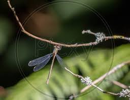 Attēlu rezultāti vaicājumam “Chalcolestes viridis”