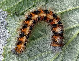 Attēlu rezultāti vaicājumam “Lasiocampa quercus imago”