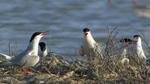 Attēlu rezultāti vaicājumam “Sterna hirundo adult”
