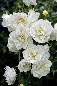 Attēlu rezultāti vaicājumam “Campanula persicifolia flower”