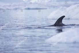 Image result for Balaenoptera bonaerensis