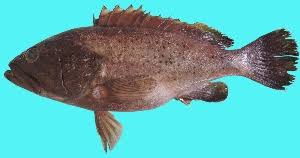 Image result for Epinephelus andersoni
