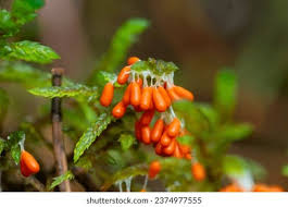 Attēlu rezultāti vaicājumam “Leocarpus fragilis young”