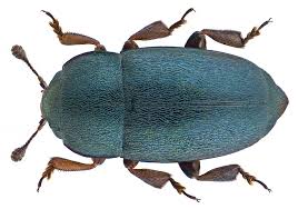 Attēlu rezultāti vaicājumam “Meligethes sp.”