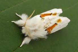 Attēlu rezultāti vaicājumam “Leucodonta bicoloria”