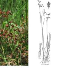 Attēlu rezultāti vaicājumam “Juncus articulatus”