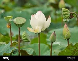 Attēlu rezultāti vaicājumam “Lotus sp. bud”