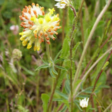 Attēlu rezultāti vaicājumam “Anthyllis vulneraria leaf”