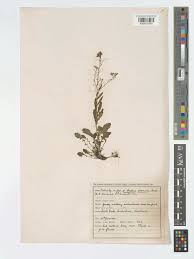 Attēlu rezultāti vaicājumam “Cardaminopsis arenosa leaf”