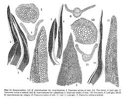 Attēlu rezultāti vaicājumam “Hymenostylium recurvirostrum”