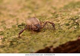 Attēlu rezultāti vaicājumam “Chelifer cancroides”