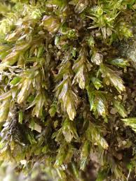 Attēlu rezultāti vaicājumam “Cinclidotus danubicus”