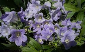 Image result for Campanula formanekiana