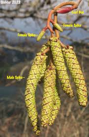 Attēlu rezultāti vaicājumam “Alnus incana female flower”