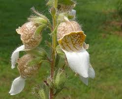 Image result for Digitalis lanata