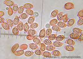 Attēlu rezultāti vaicājumam “Cratarellus cornucopioides”