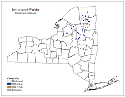 Image result for Dendroica castanea