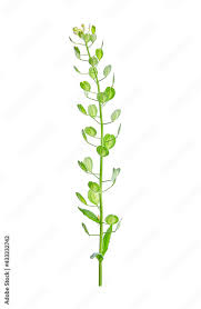 Attēlu rezultāti vaicājumam “Thlaspi arvense”