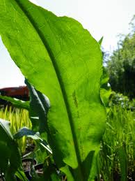 Attēlu rezultāti vaicājumam “Rumex hydrolapathum fruit”