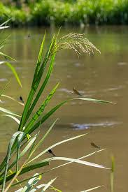 Attēlu rezultāti vaicājumam “Glyceria maxima fruit”