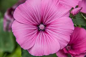 Image result for Malve