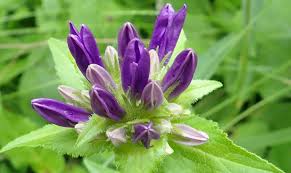 Attēlu rezultāti vaicājumam “Campanula glomerata bud”