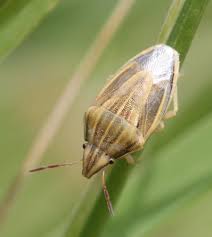 Attēlu rezultāti vaicājumam “Aelia acuminata”