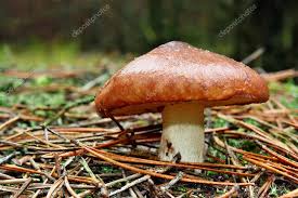 Attēlu rezultāti vaicājumam “Suillus luteus”