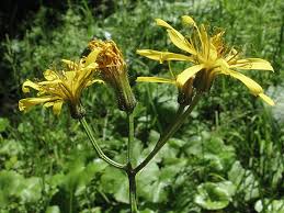 Attēlu rezultāti vaicājumam “Crepis paludosa”