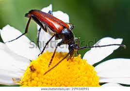 Attēlu rezultāti vaicājumam “Stenocorus meridianus”