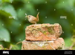 Attēlu rezultāti vaicājumam “Troglodytes troglodytes adult”