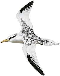 Image result for Phaethon aethereus