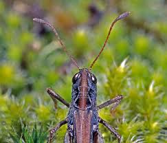 Attēlu rezultāti vaicājumam “Myrmeleotettix maculatus”