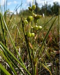 Attēlu rezultāti vaicājumam “Scheuchzeria palustris”