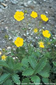 Attēlu rezultāti vaicājumam “Potentilla supina flower”