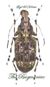 Attēlu rezultāti vaicājumam “Anthribidae”