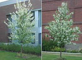 Attēlu rezultāti vaicājumam “Prunus padus var. roseiflora flower”