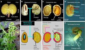 Attēlu rezultāti vaicājumam “Menispermum dauricum fruit”
