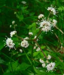 Attēlu rezultāti vaicājumam “Sanicula europaea flower”