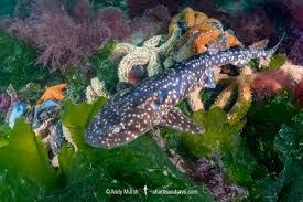 Image result for Haploblepharus pictus