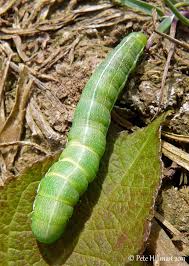 Attēlu rezultāti vaicājumam “Orthosia gothica”