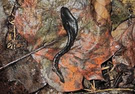 Attēlu rezultāti vaicājumam “Geoglossum sp.”