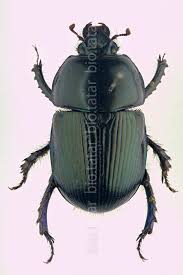 Attēlu rezultāti vaicājumam “Geotrupes stercorarius”